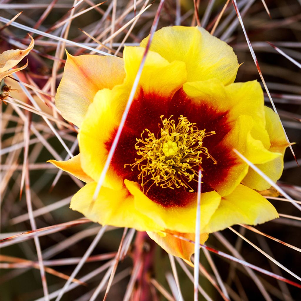 Opuntia macrocentra- Cactus