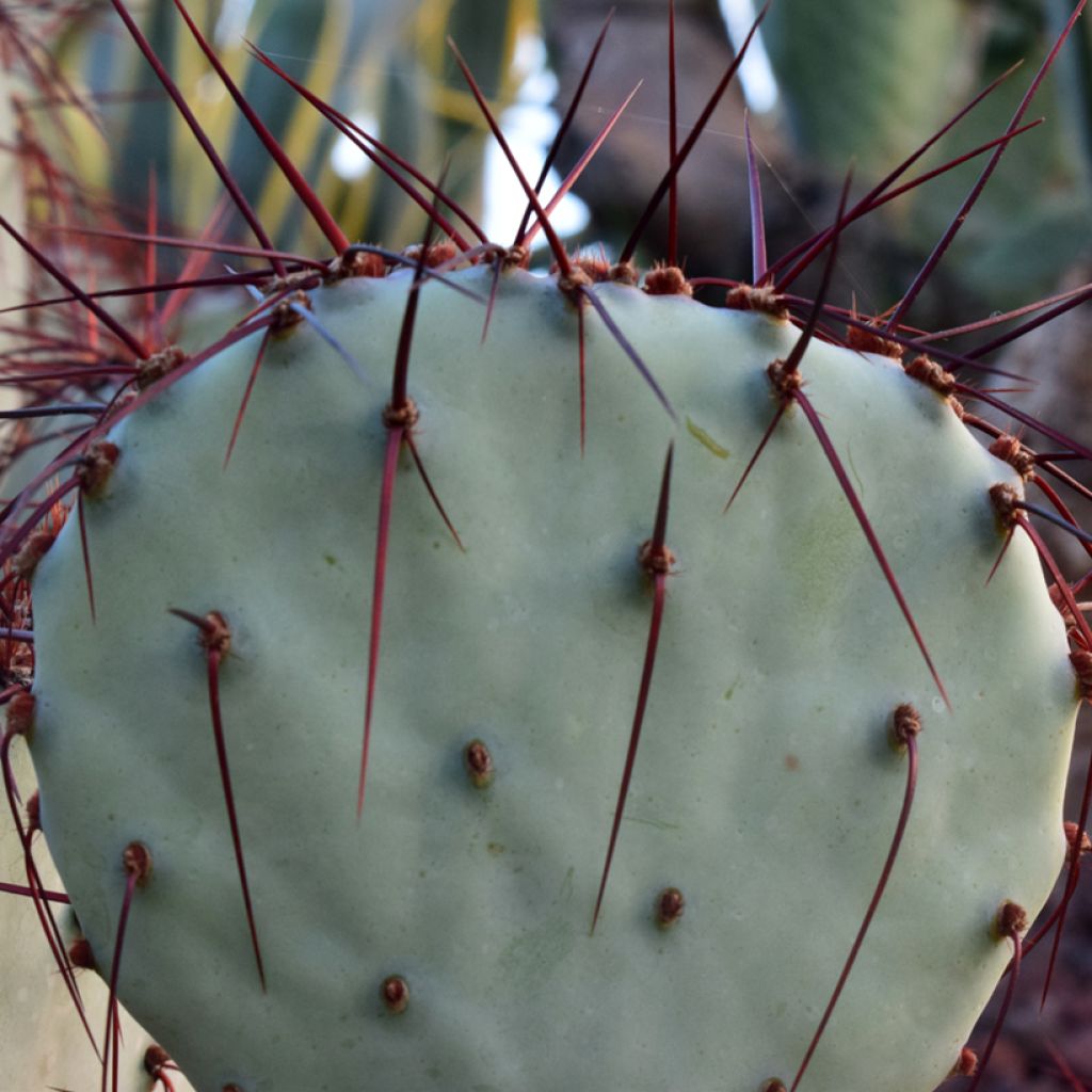 Opuntia macrocentra (spine nere) - Cactus