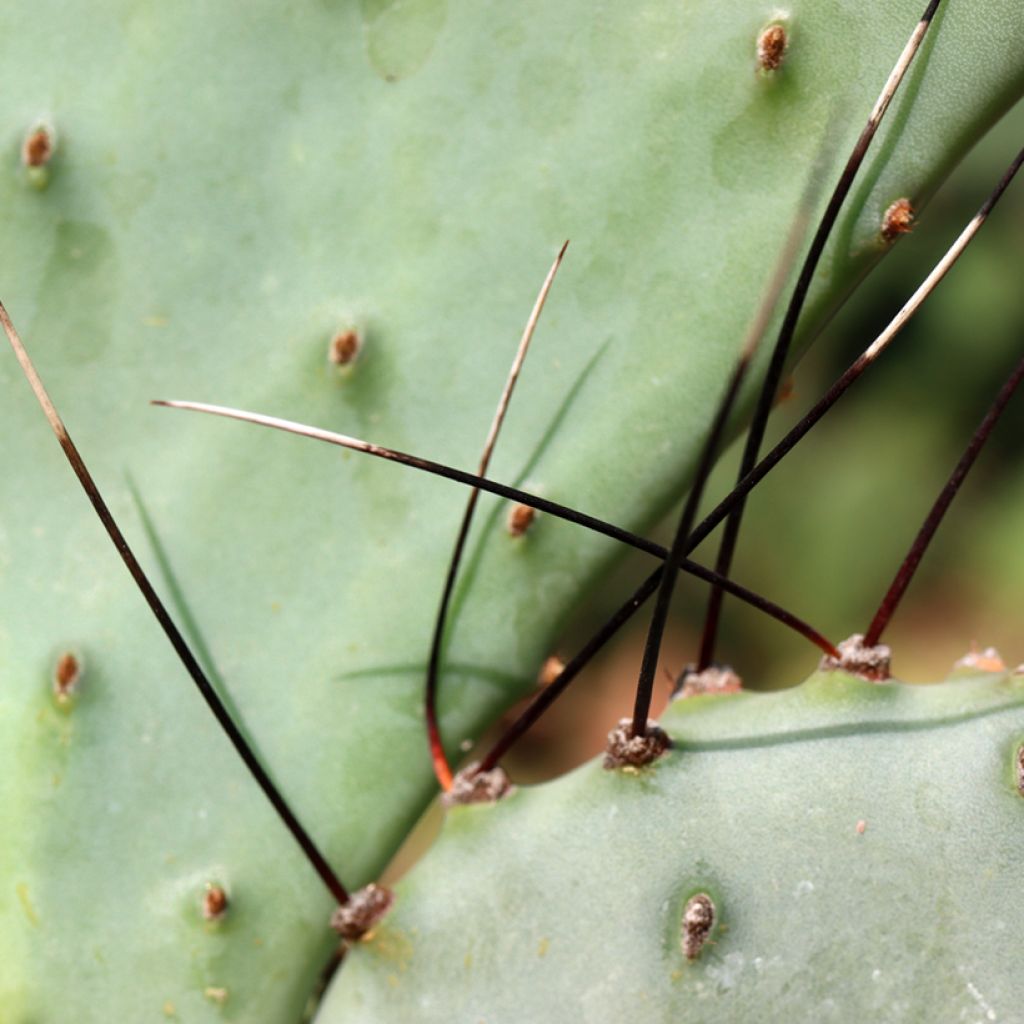 Opuntia macrocentra (spine nere) - Cactus