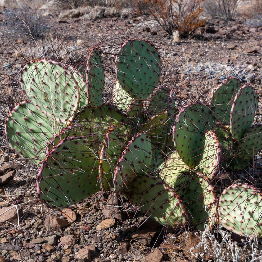 Opuntia macrocentra (spine nere) - Cactus