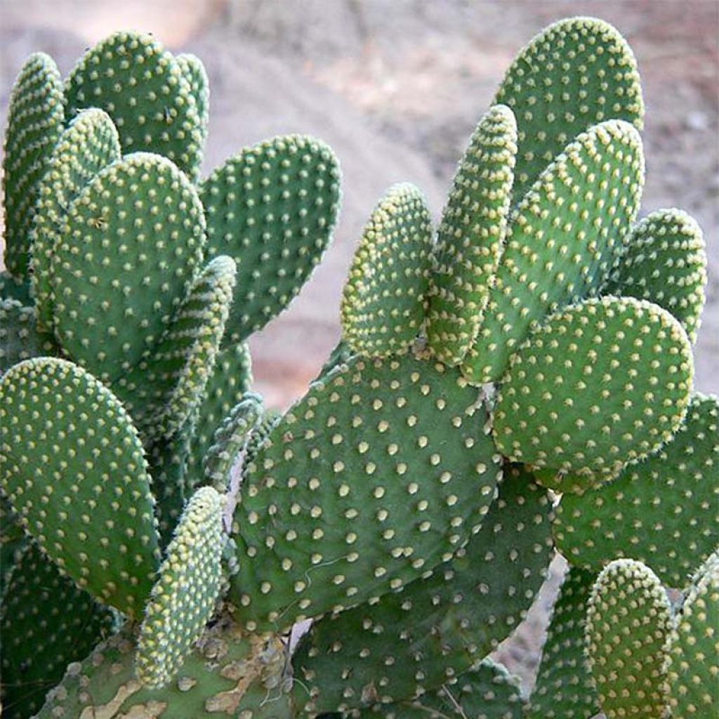 Opuntia microdasys