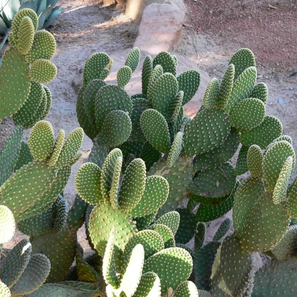 Opuntia microdasys