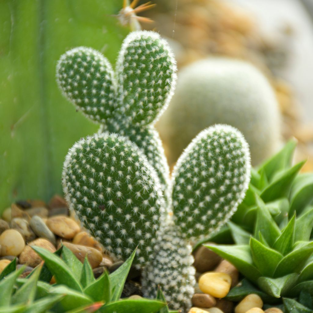 Opuntia microdasys var. albispina - Fico d'India