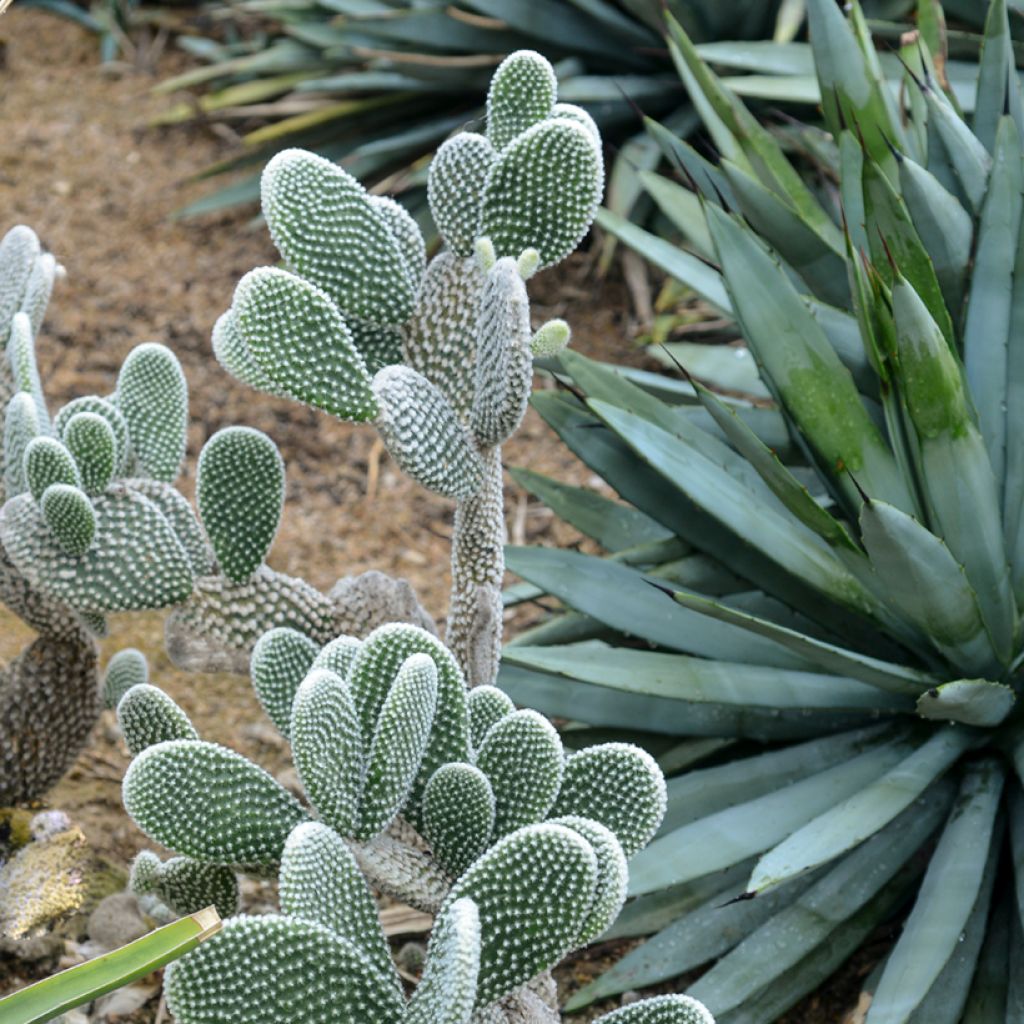 Opuntia microdasys var. albispina - Fico d'India