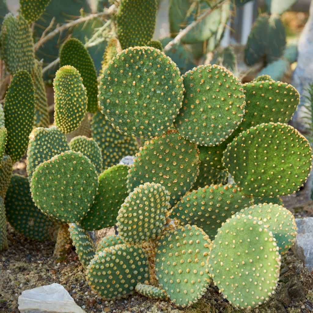 Opuntia microdasys var. pallida - Fico d'India