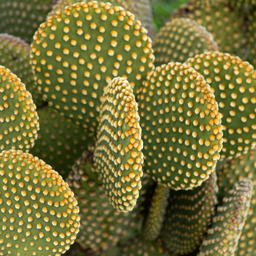 Opuntia microdasys var. pallida - Fico d'India