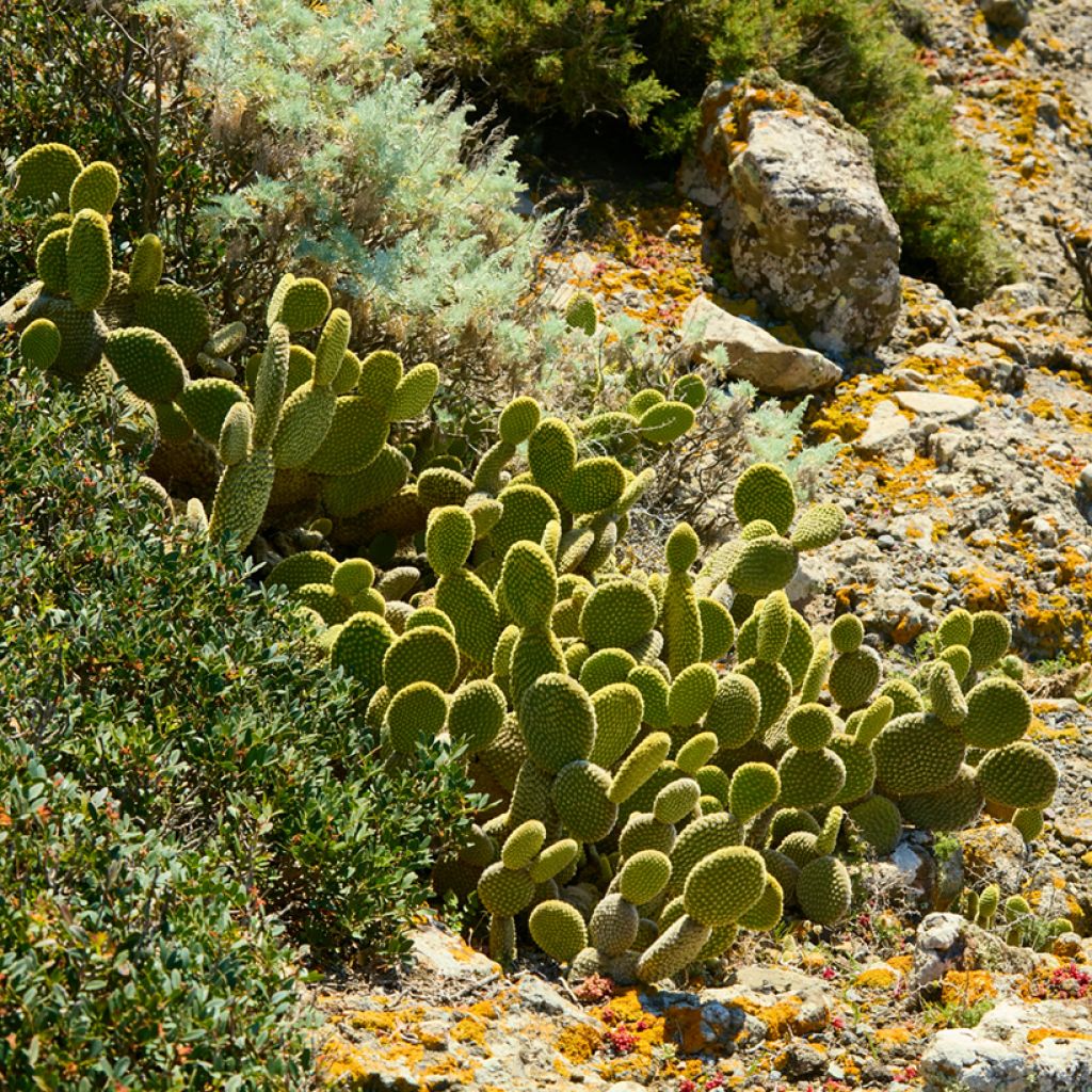 Opuntia microdasys var. pallida - Fico d'India