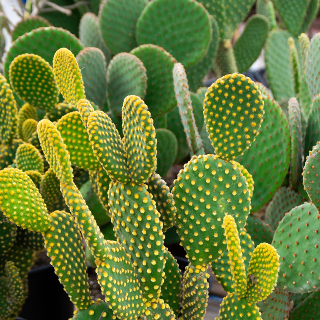 Opuntia microdasys var. pallida - Fico d'India