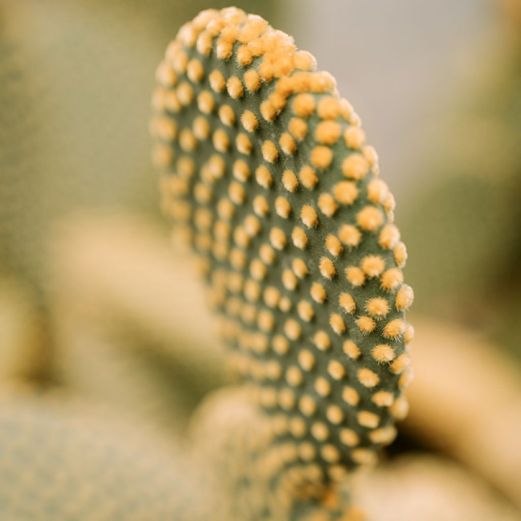 Opuntia microdasys var. pallida - Fico d'India