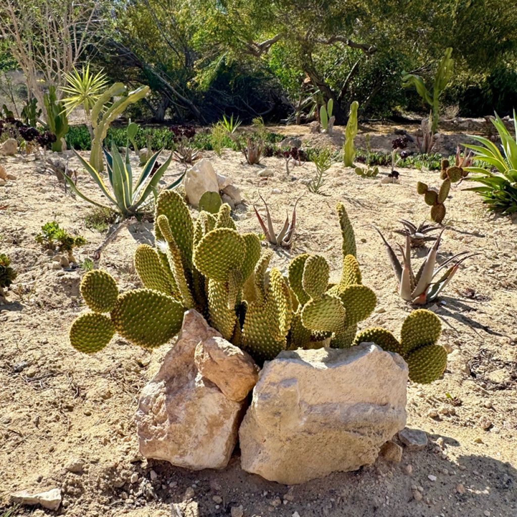 Opuntia microdasys var. pallida - Fico d'India