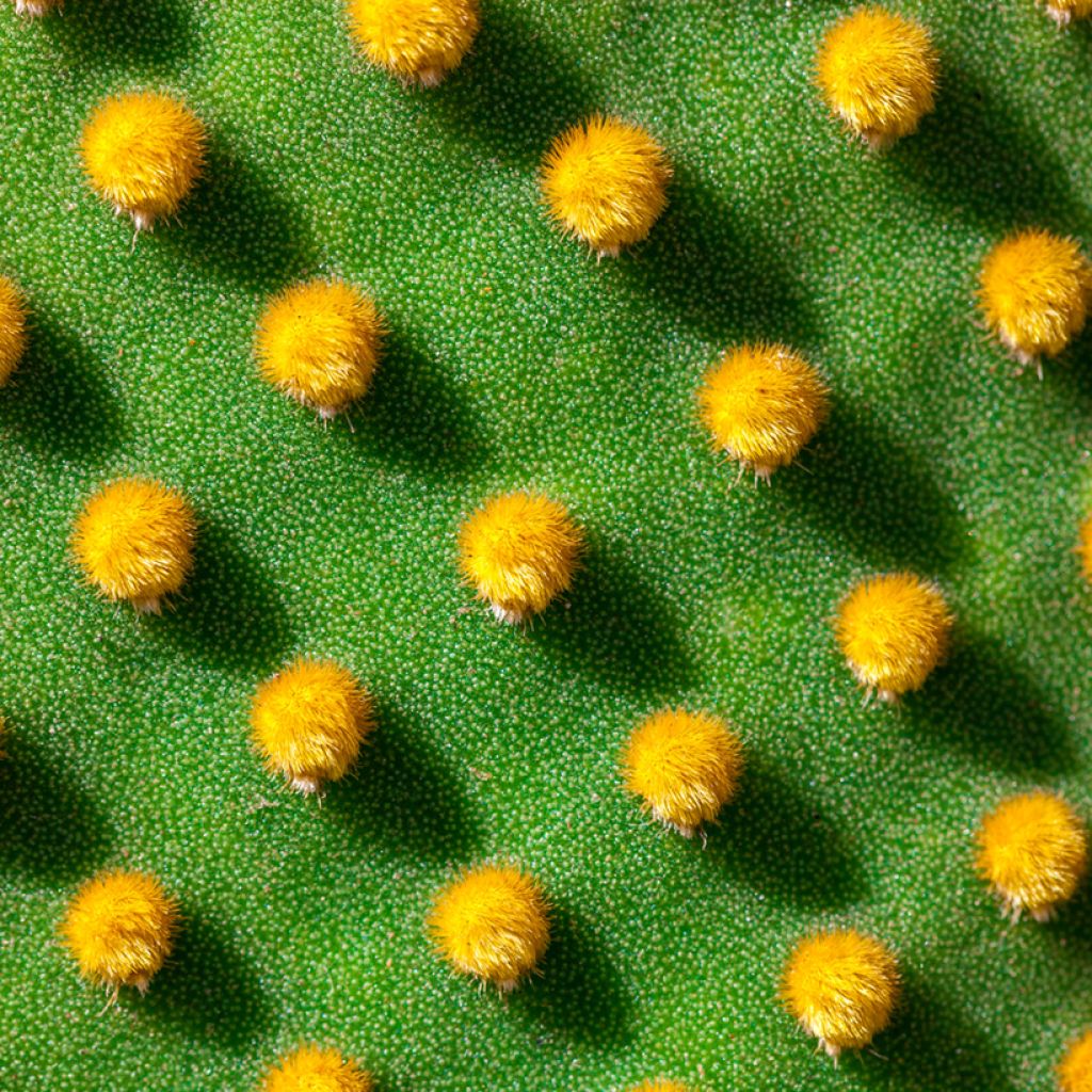 Opuntia microdasys var. pallida - Fico d'India