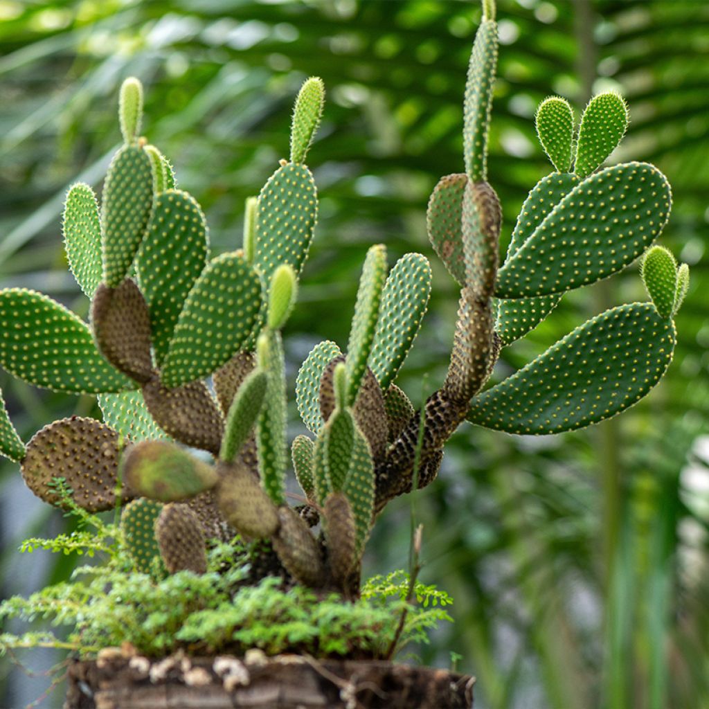 Opuntia microdasys var. pallida - Fico d'India