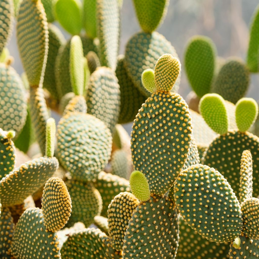 Opuntia microdasys var. pallida - Fico d'India