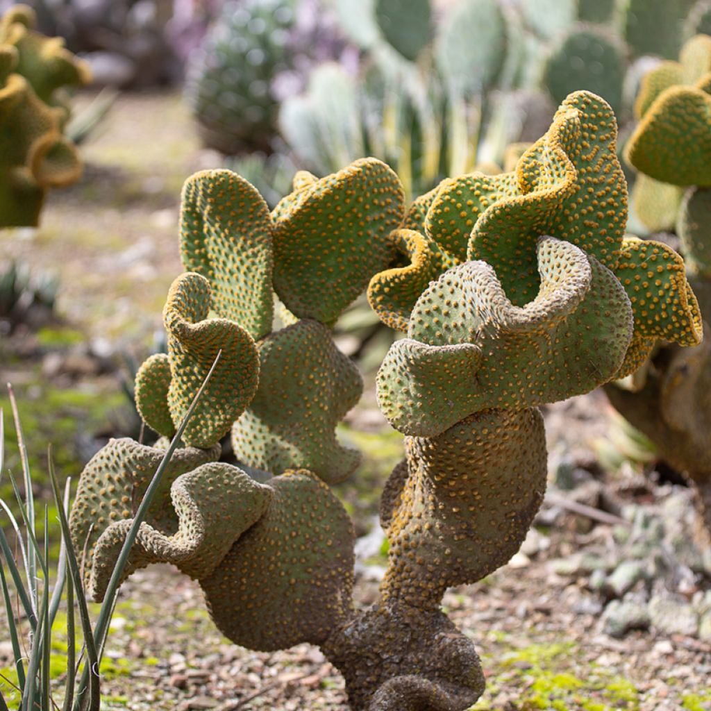 Opuntia microdasys Undulata - Fico d'India