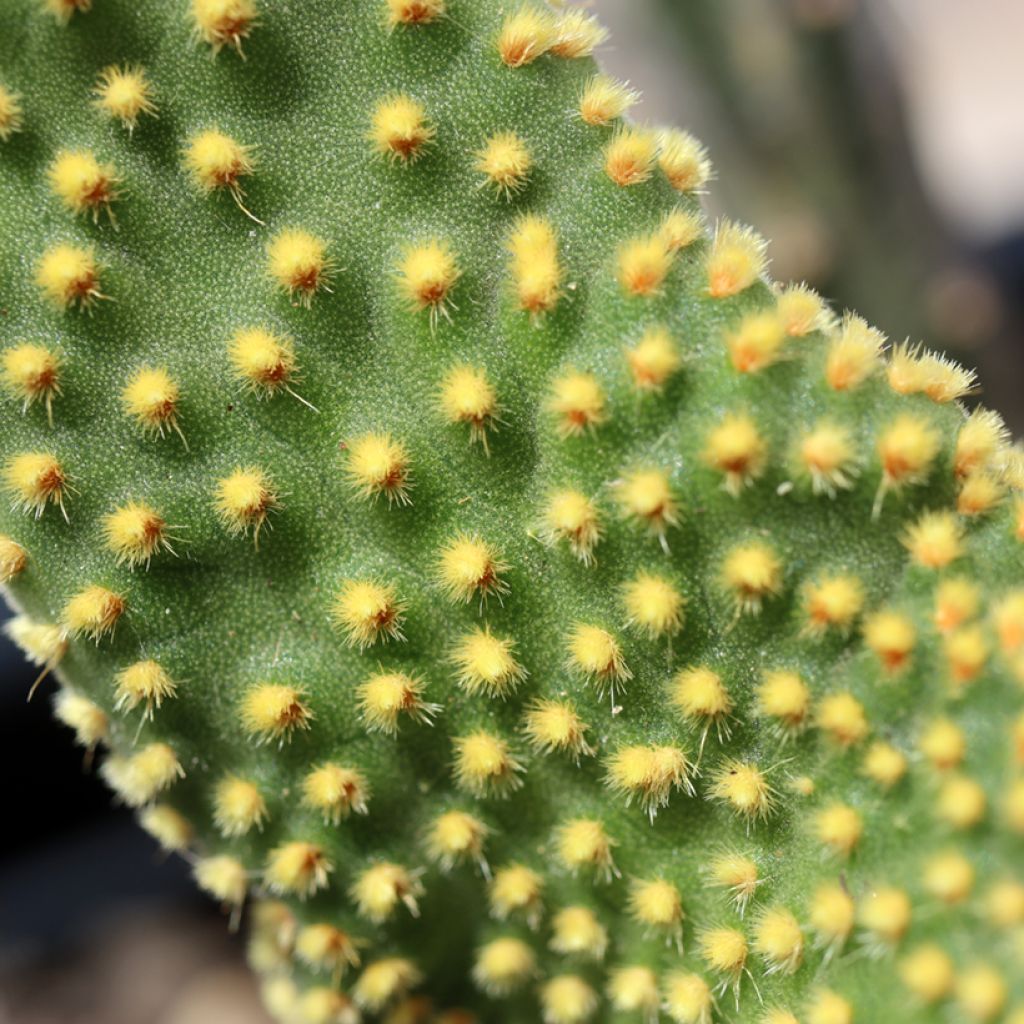 Opuntia microdasys Undulata - Fico d'India