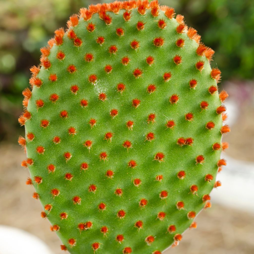 Opuntia microdasys var. rufida - Fico d'India