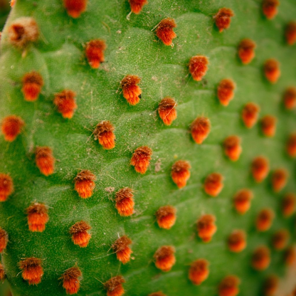Opuntia microdasys var. rufida - Fico d'India