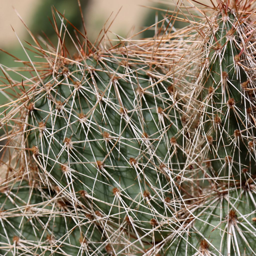 Opuntia polyacantha  - Fico d' India