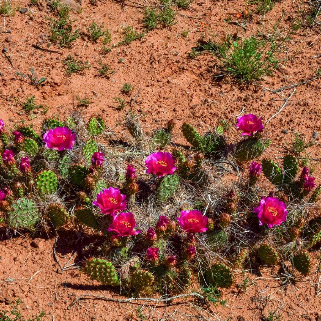 Opuntia polyacantha  - Fico d' India