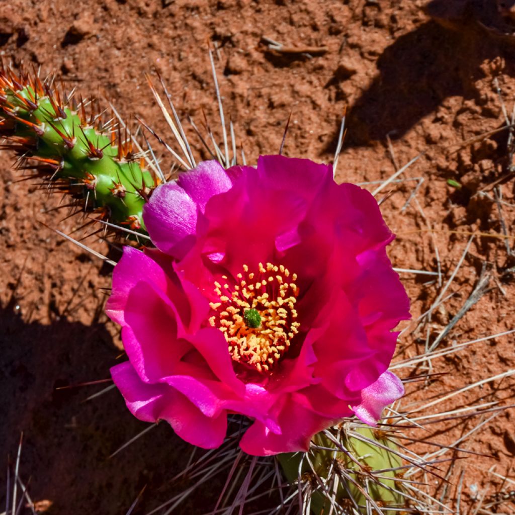 Opuntia polyacantha  - Fico d' India