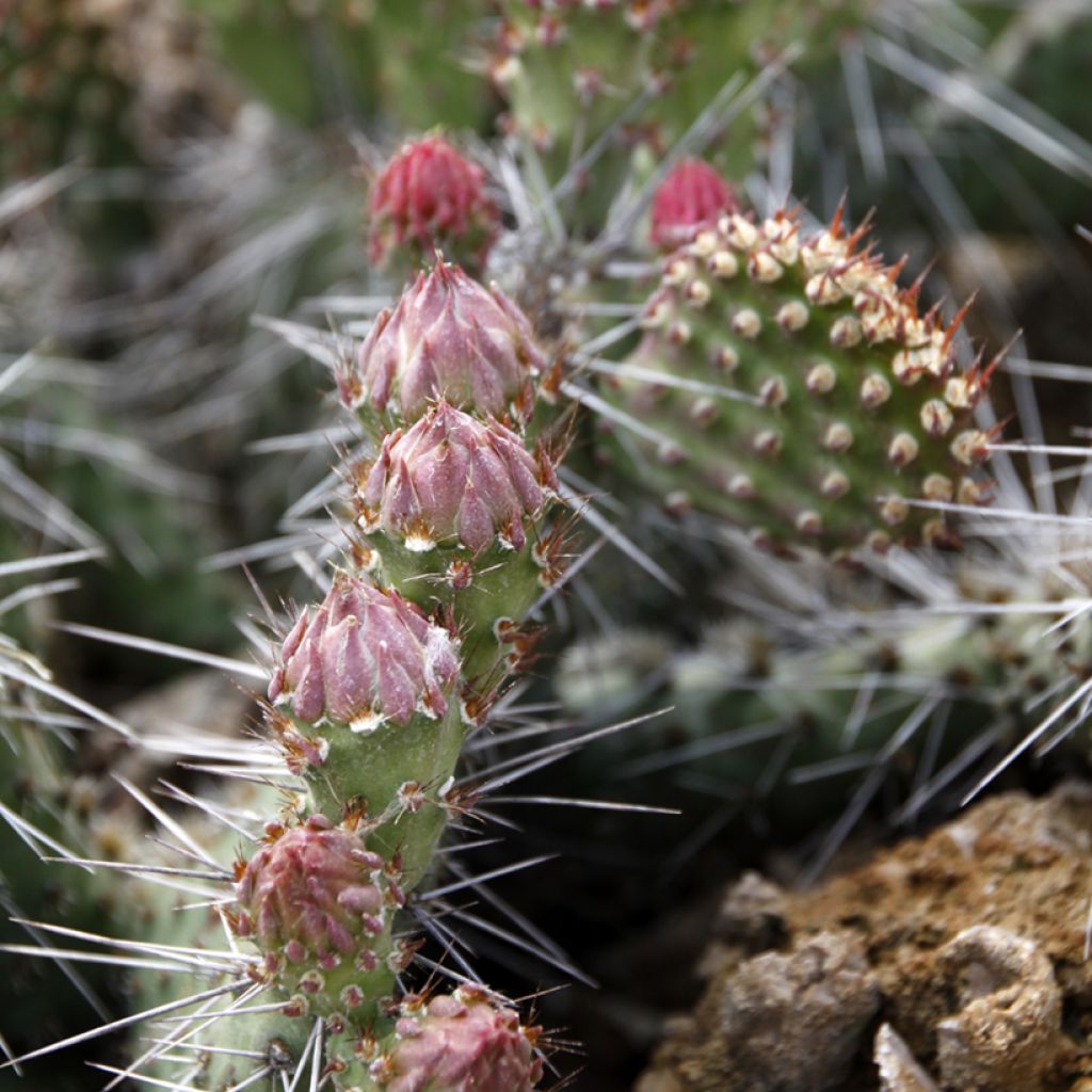 Opuntia polyacantha  - Fico d' India