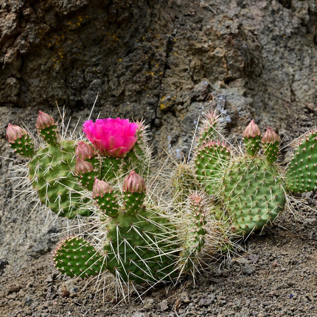 Opuntia polyacantha  - Fico d' India