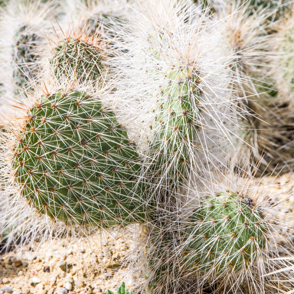 Opuntia polyacantha  - Fico d' India