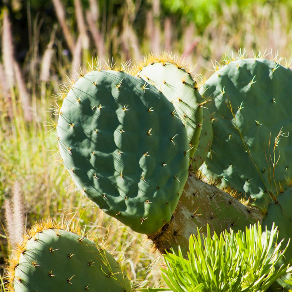 Opuntia robusta - Fico d' India