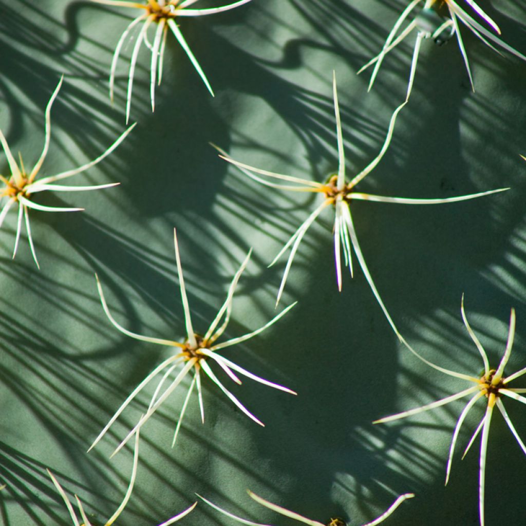Opuntia robusta - Fico d' India