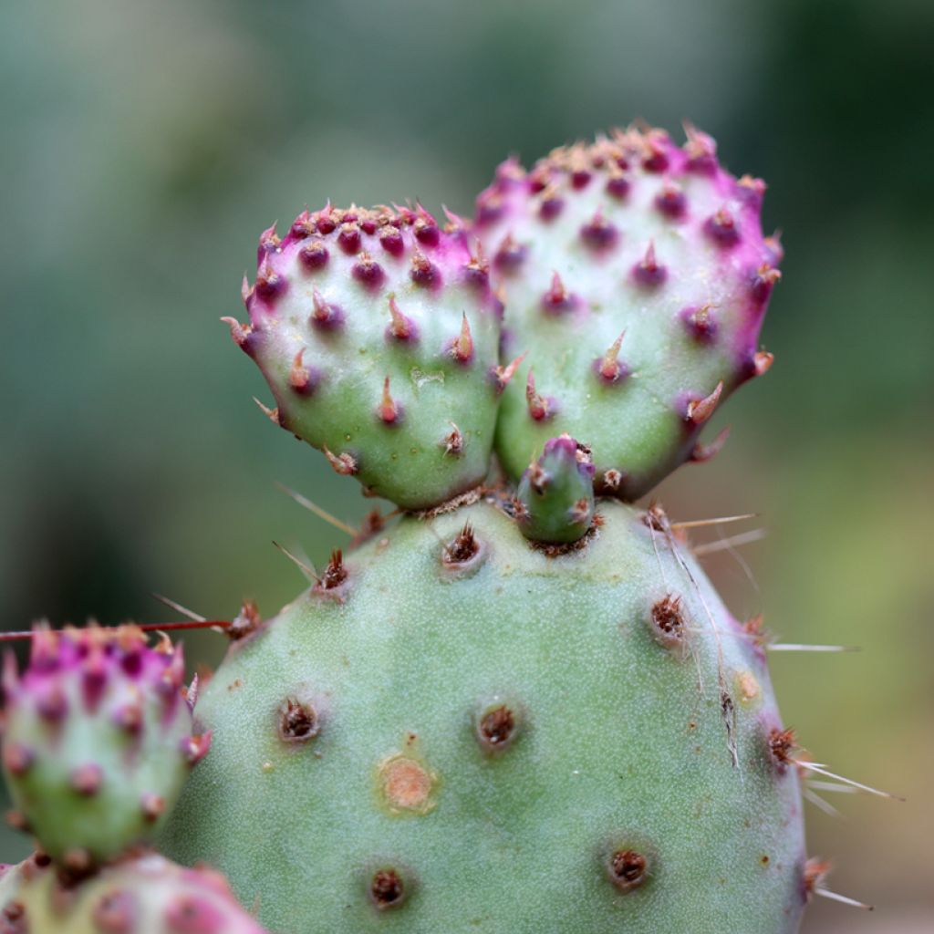 Opuntia santa-rita - Fico d' India