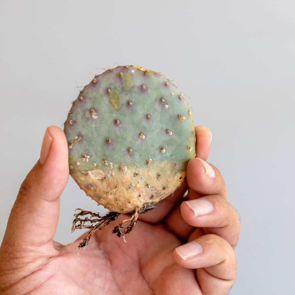 Opuntia santa-rita - Fico d' India