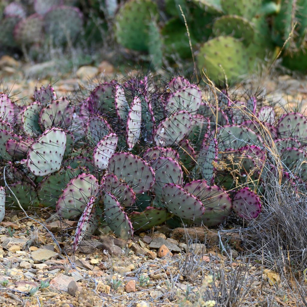 Opuntia santa-rita - Fico d' India