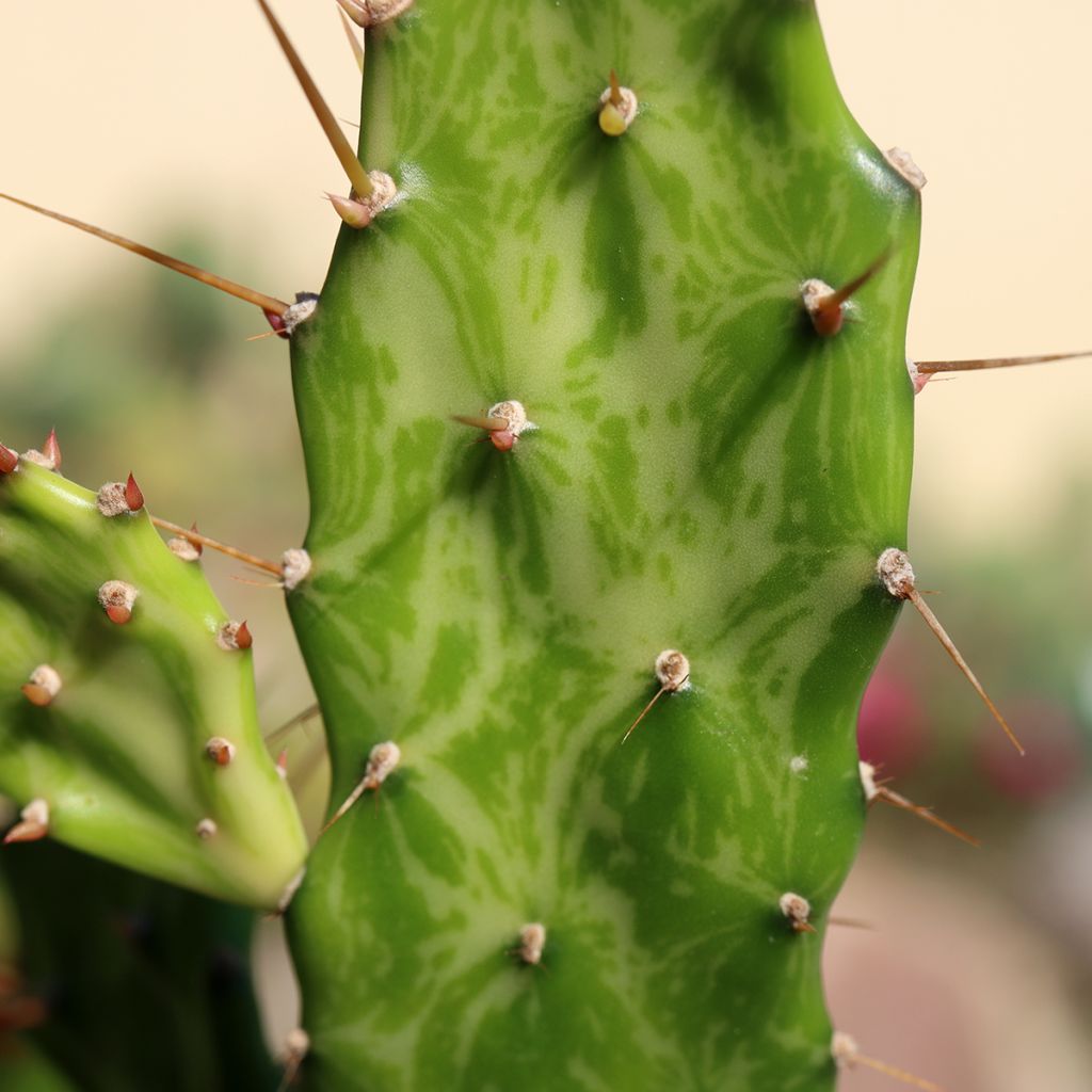 Opuntia jamaicensis Ghost