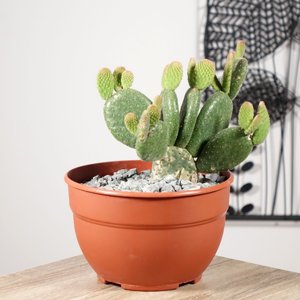 Opuntia microdasys Caress