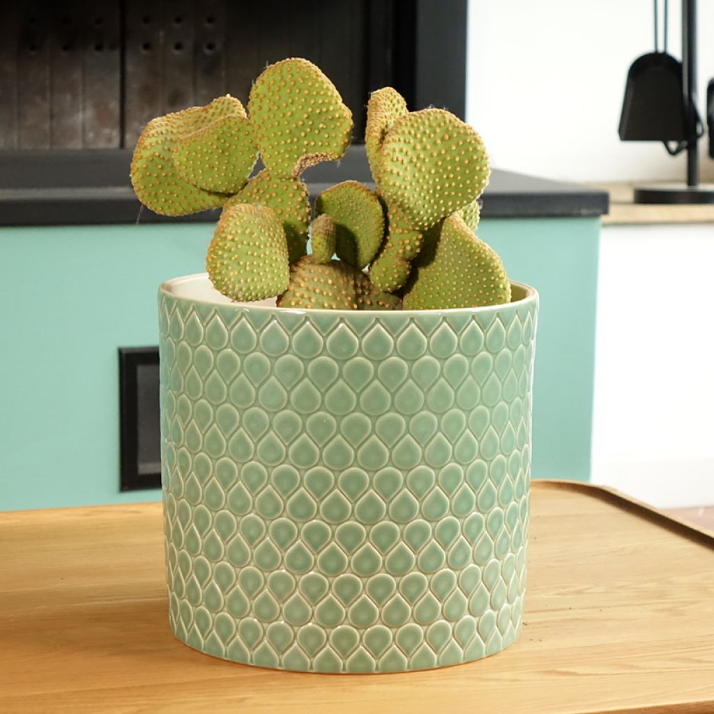 Opuntia microdasys Undulata - Fico d'India