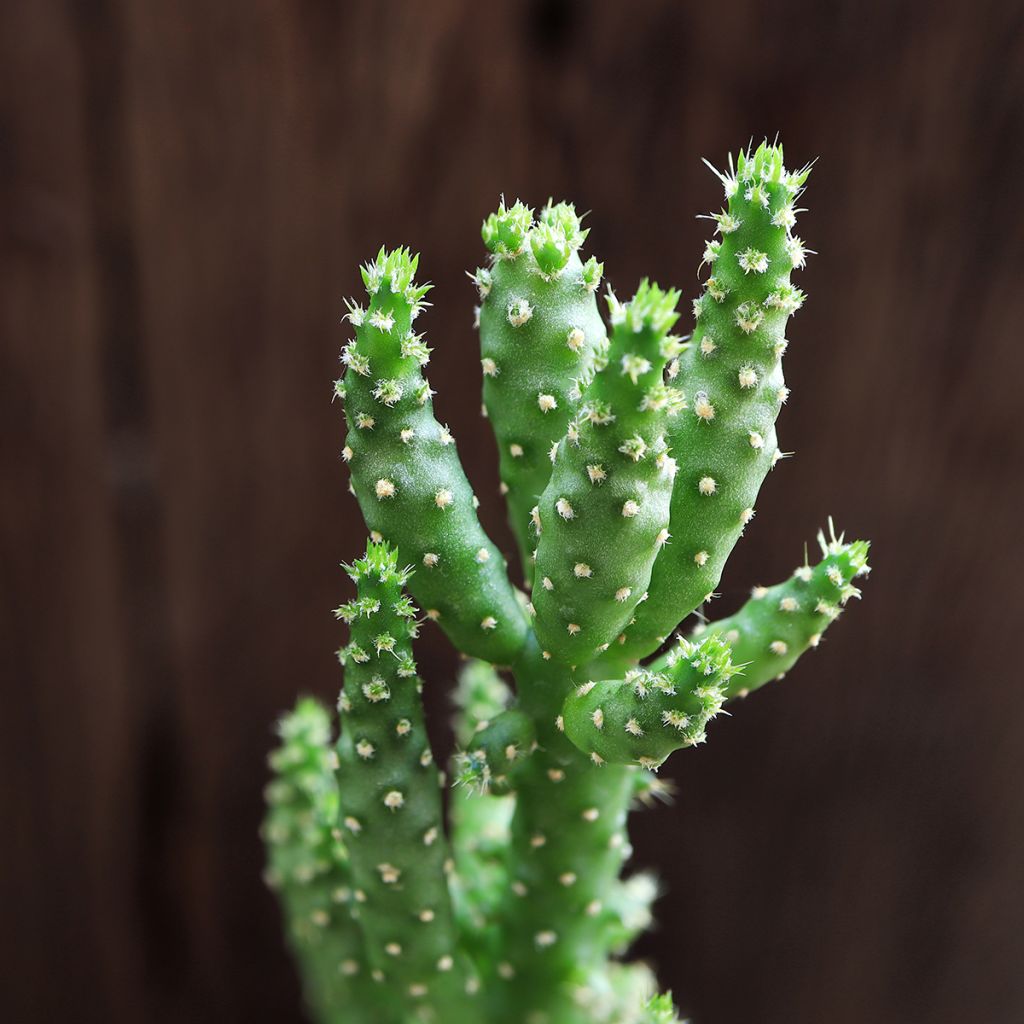 Opuntia monacantha
