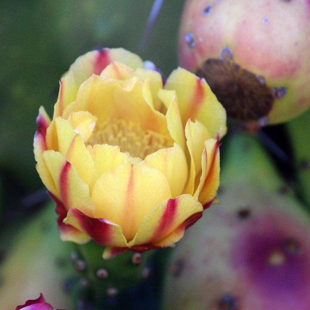 Opuntia monacantha