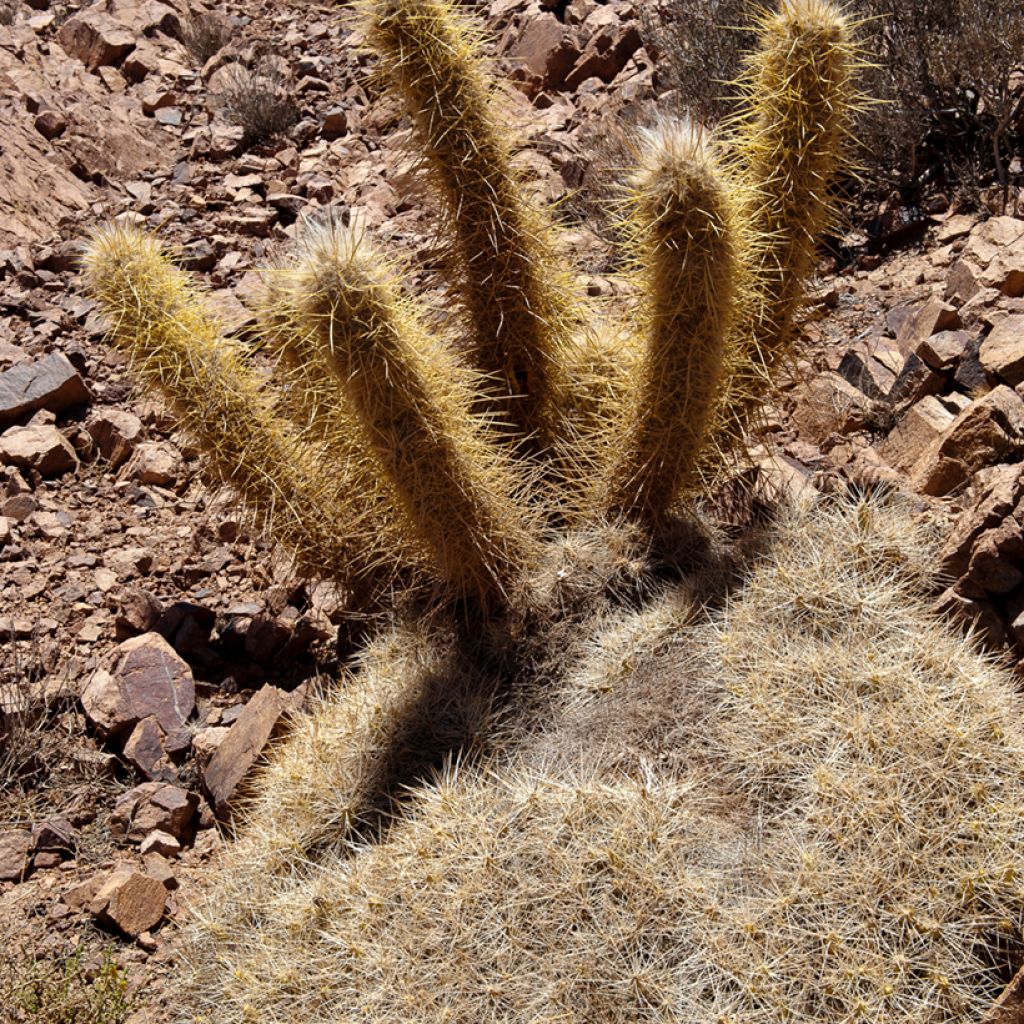 Cactus - Oreocereus leucotrichus 
