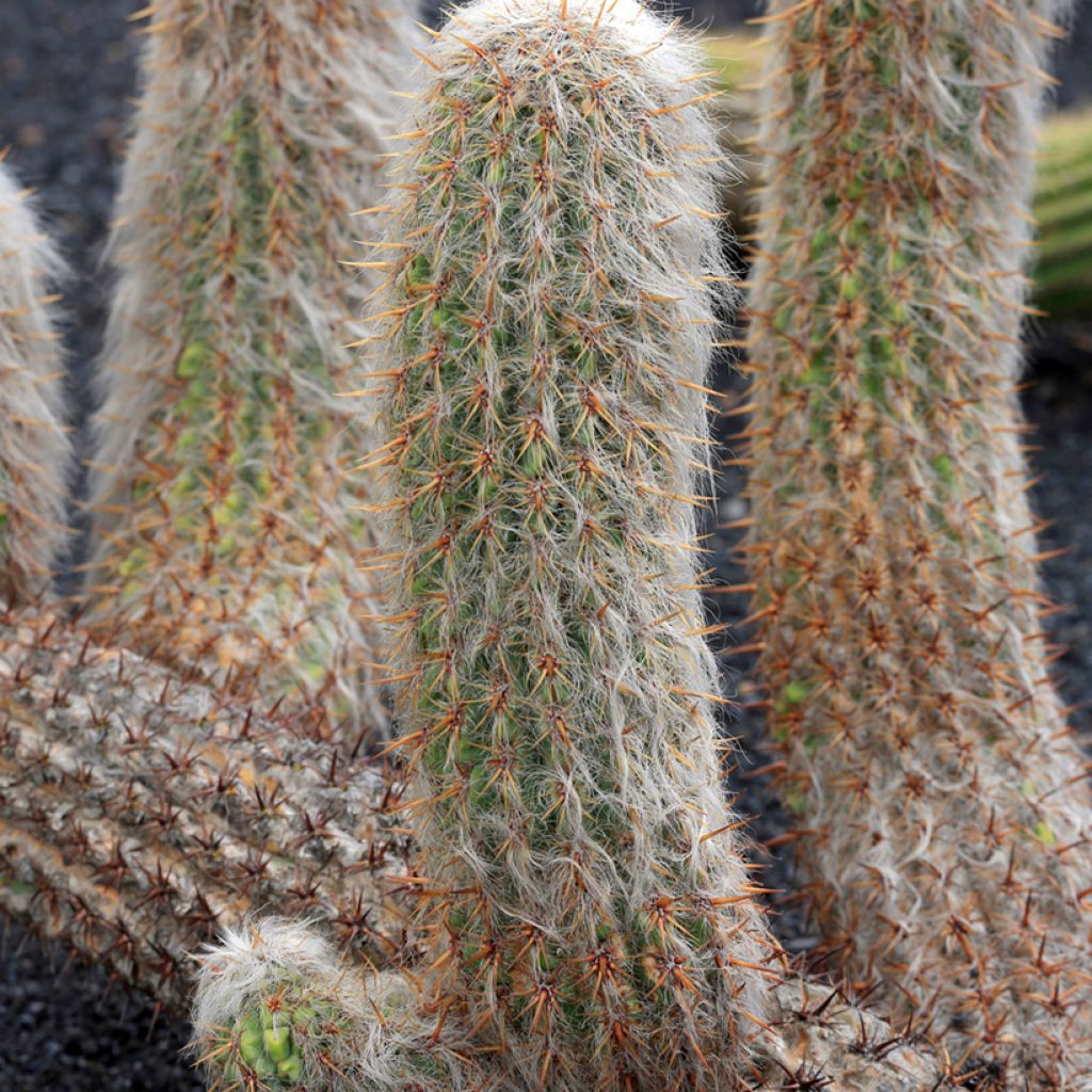 Cactus - Oreocereus trollii