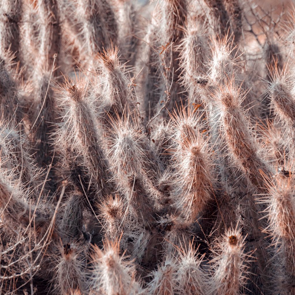 Cactus - Oreocereus trollii