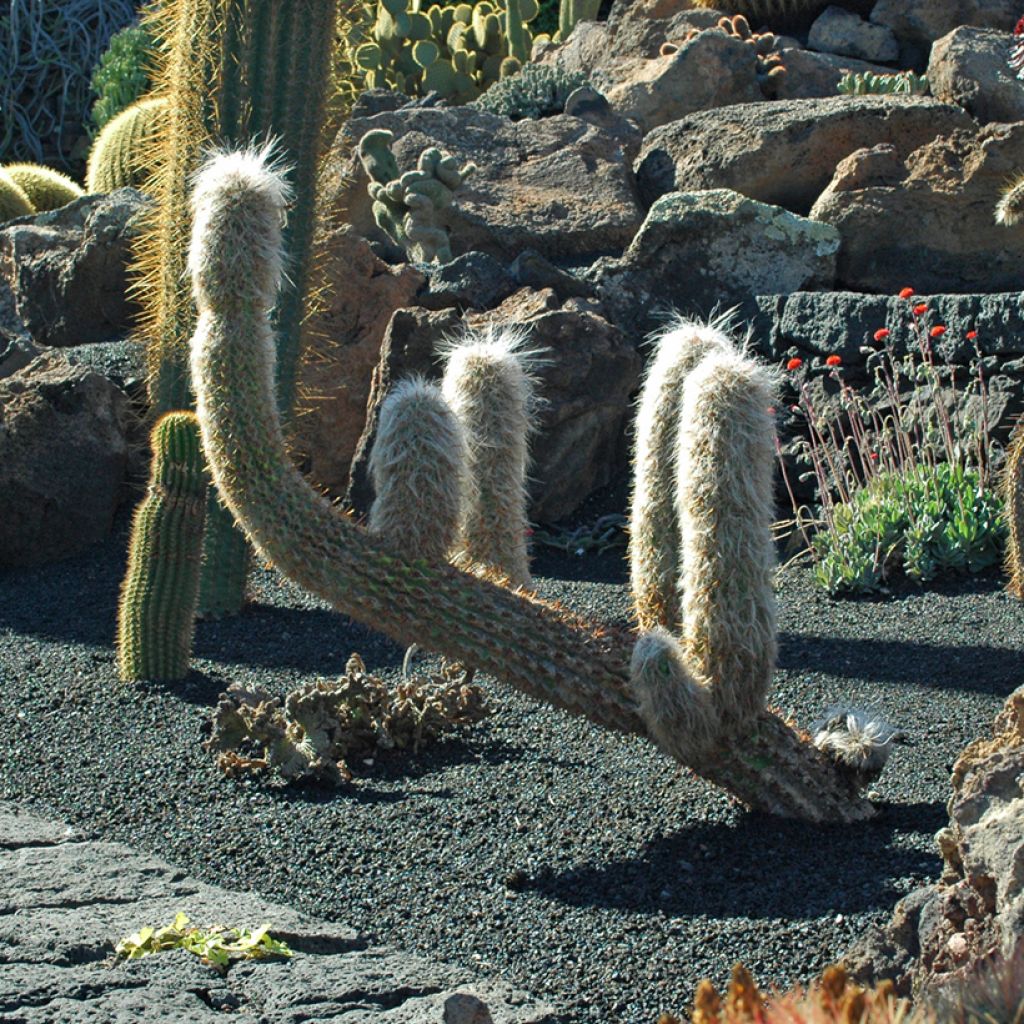 Cactus - Oreocereus trollii