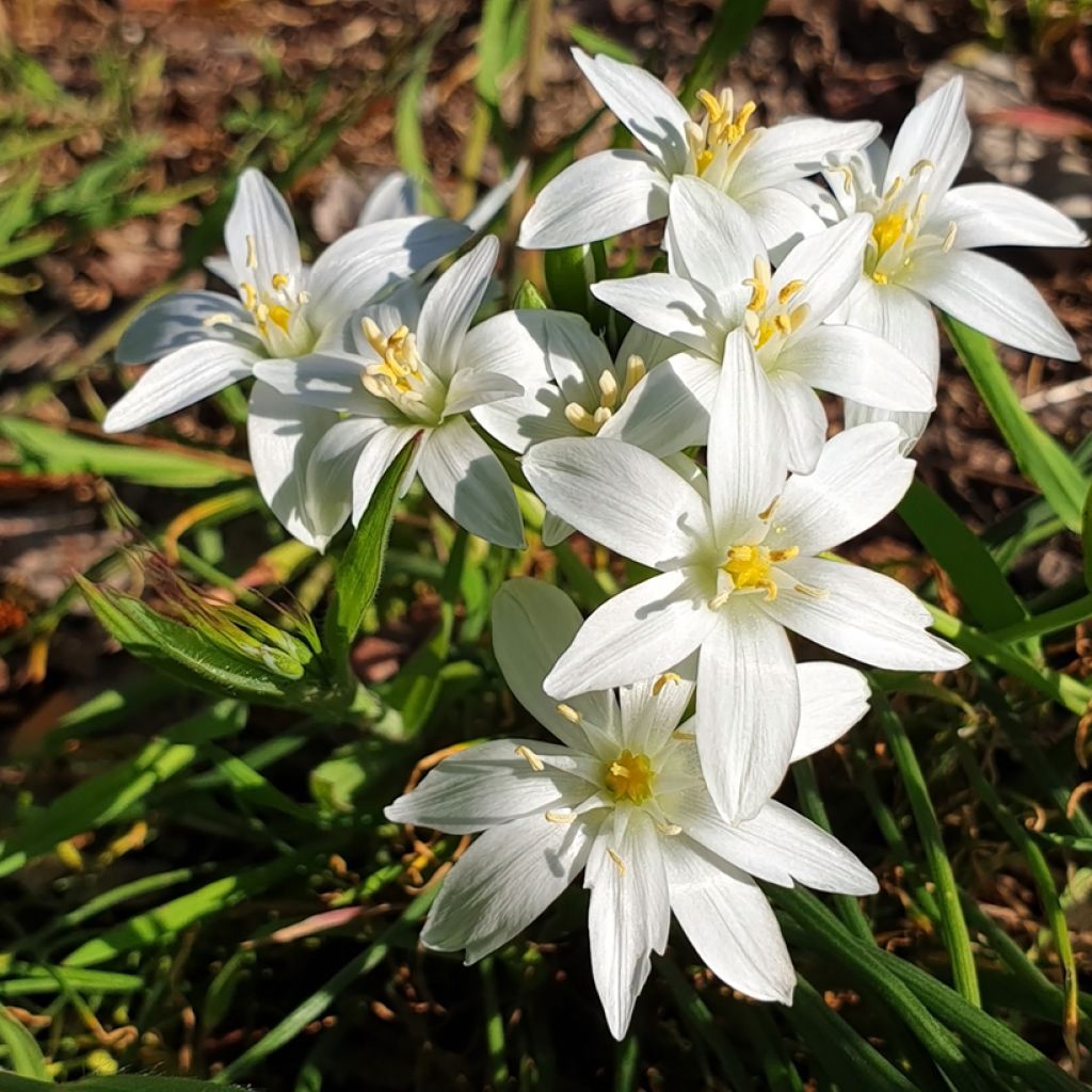 Ornithogalum oligophyllum White Trophy - Ornitogallo