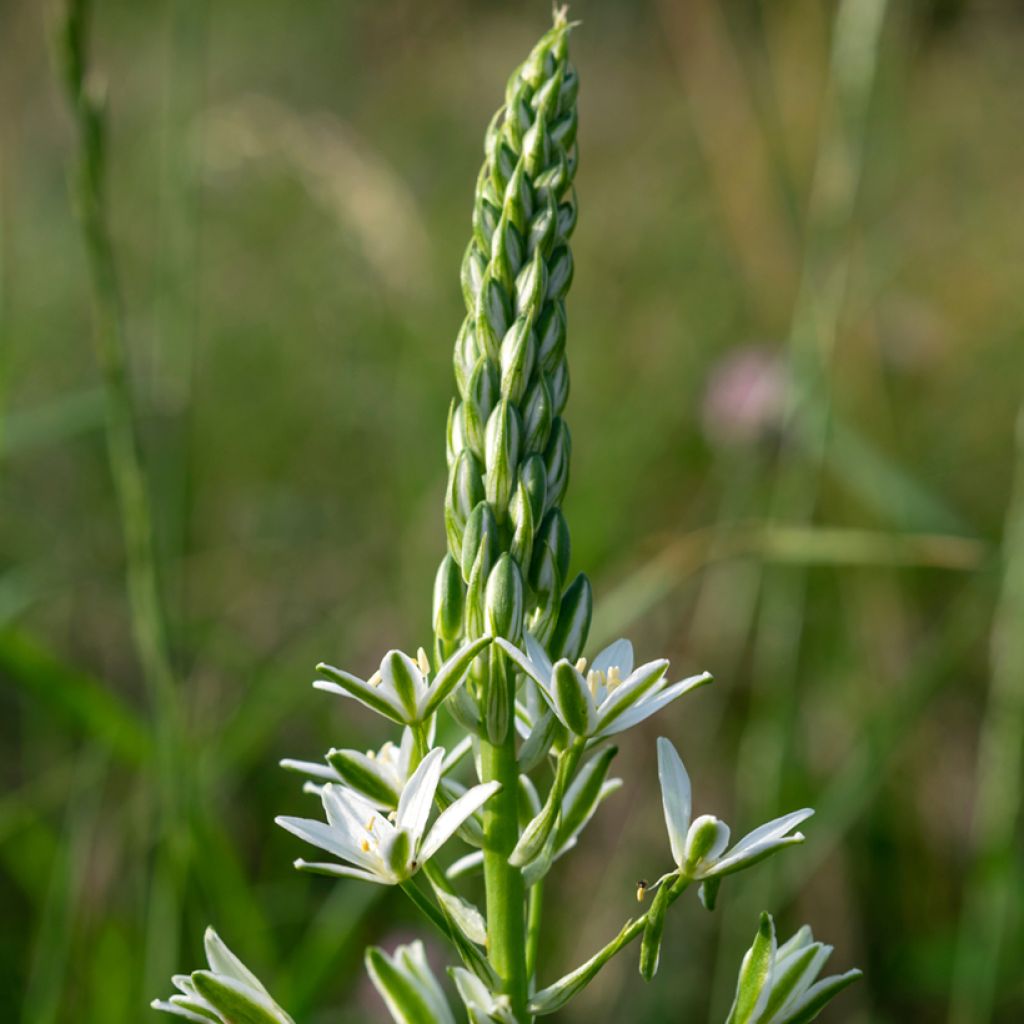 Ornithogalum ponticum Sochi - Ornitogallo