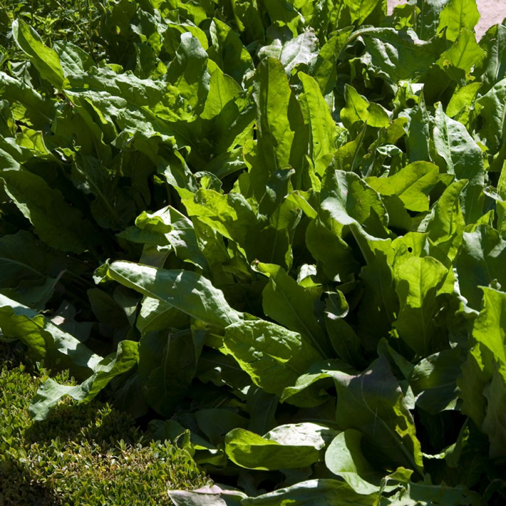 Acetosa Large de Belleville - Vilmorin