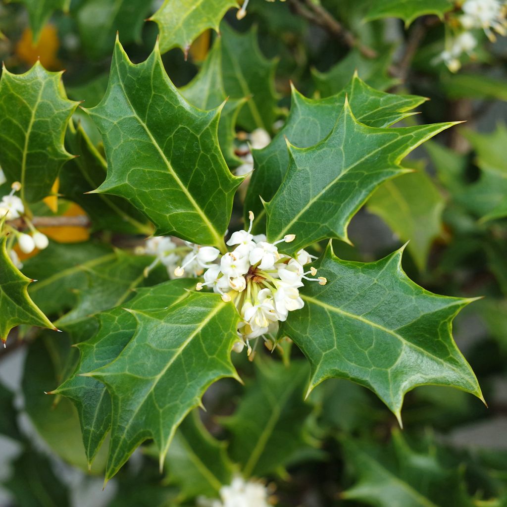 Osmanthus heterophyllus - Osmanto
