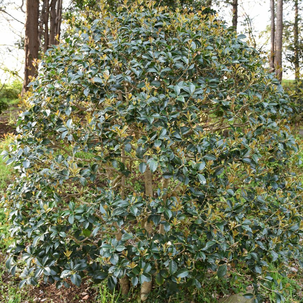 Osmanthus heterophyllus - Osmanto