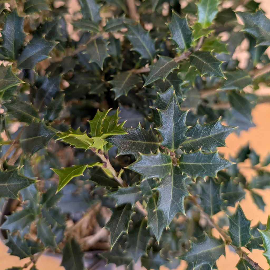 Osmanthus heterophyllus Perfumed Princess - Osmanthe