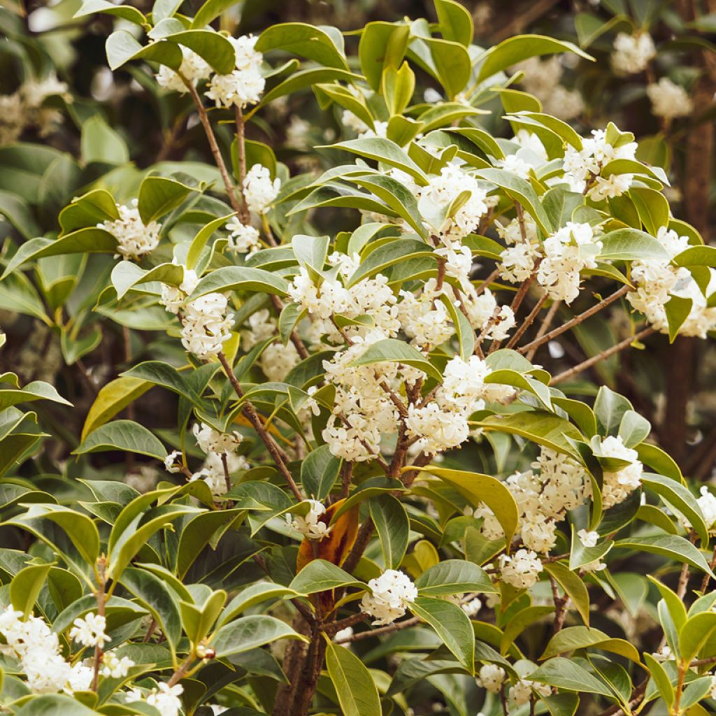 Osmanthus serrulatus - Osmanto