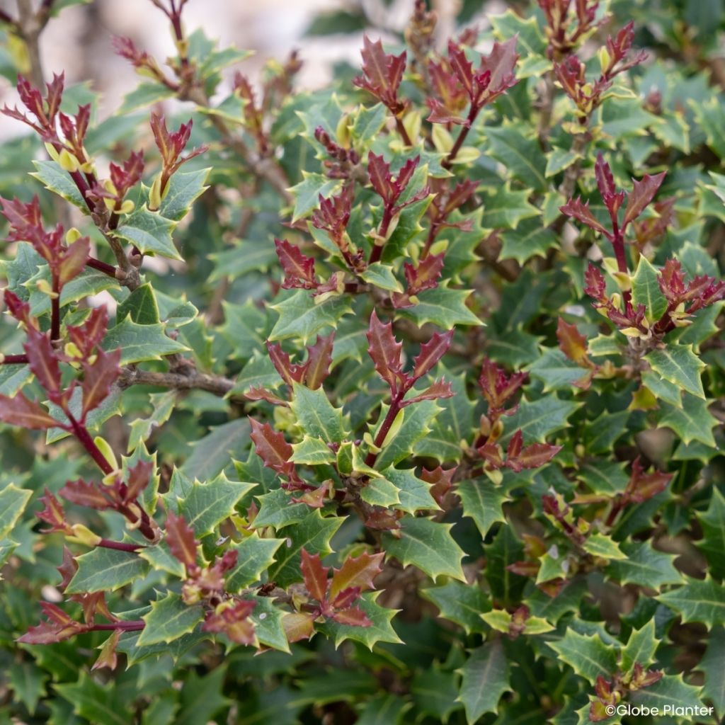 Osmanthus heterophyllus Perfume Party - Osmanto