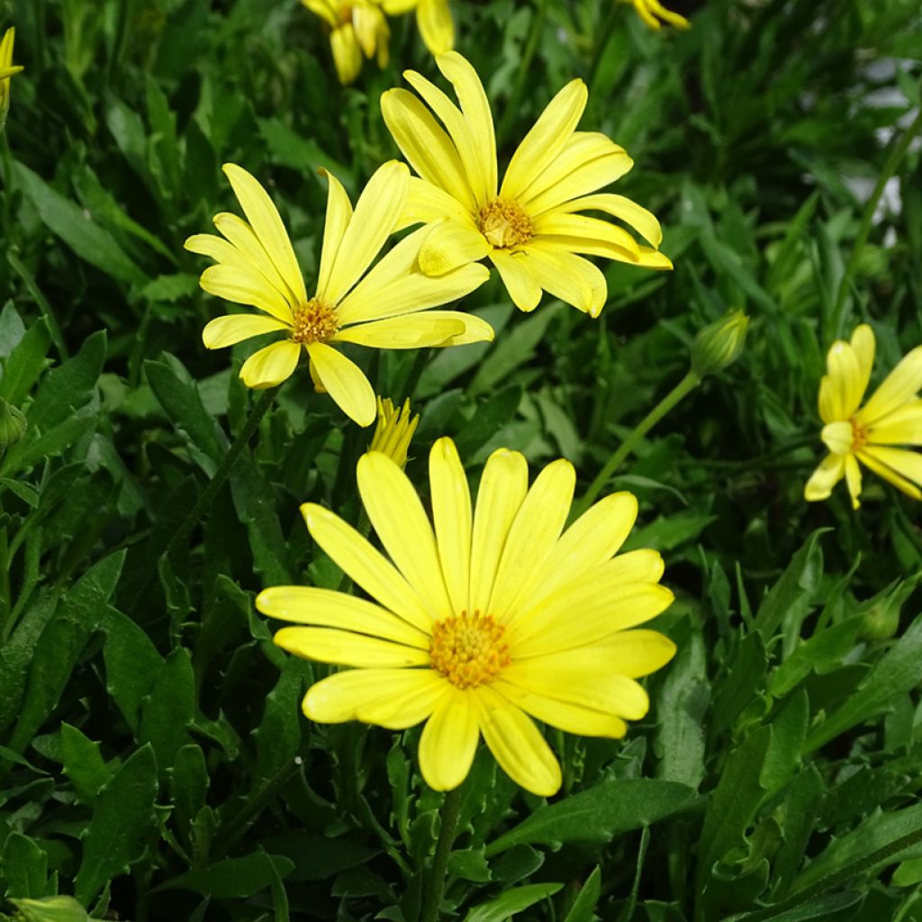 Osteospermum Voltage Yellow